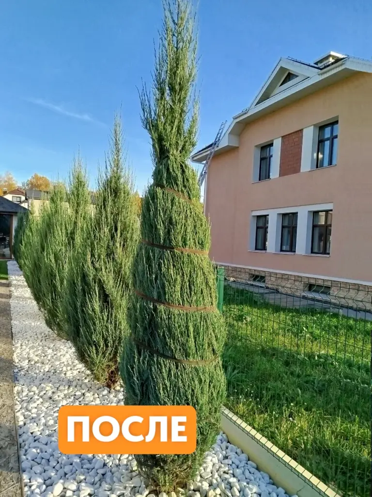 Садовая стяжка 5 м для подвязки деревьев и хвойных растений (3 шт.)