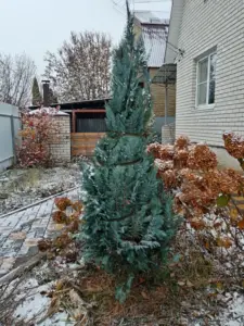 Фото садовой стяжки в отзыве покупателя Елена