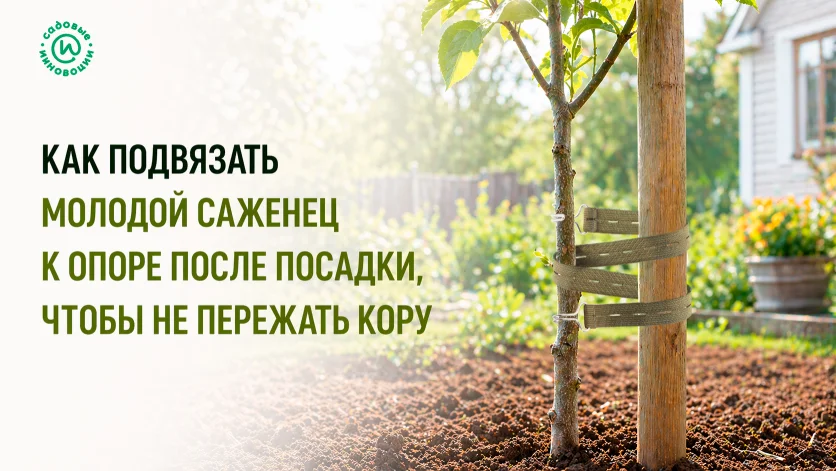 Молодой саженец у опоры с мягкой подвязкой садовой стяжкой после посадки