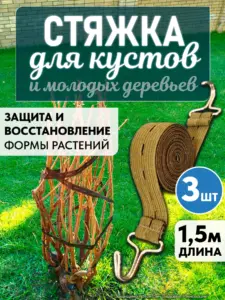 Когда куст разошёлся после дождя, 1,5 м — один из самых удобных размеров