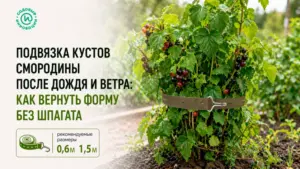 Подвязка кустов смородины после дождя и ветра: как вернуть форму без шпагата