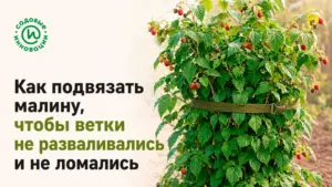 Как подвязать малину, чтобы ветки не разваливались и не ломались