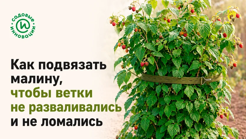 Куст малины с собранными ветками, зафиксированными мягкой садовой стяжкой
