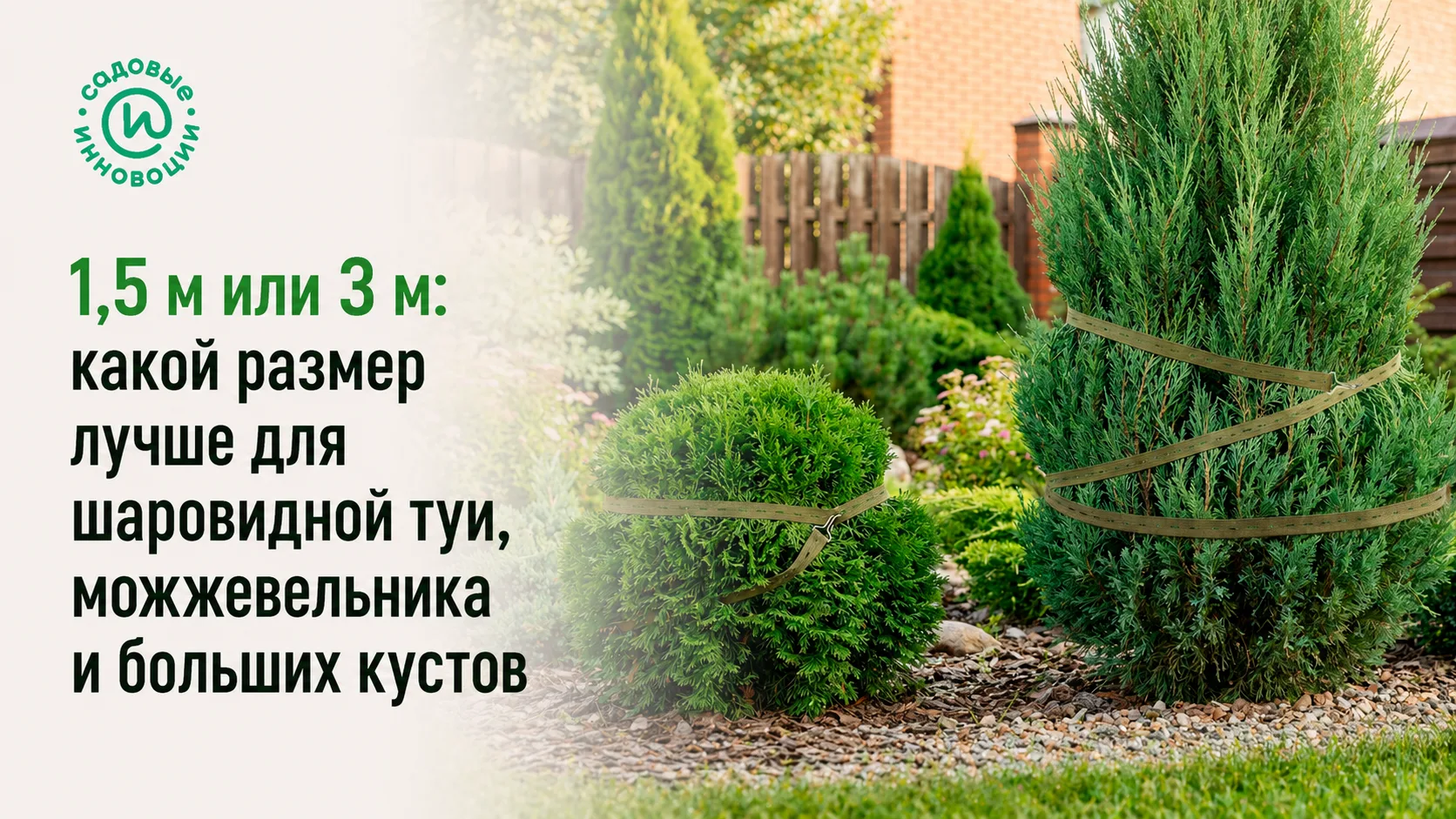 Сравнение размеров стяжки 1,5 м и 3 м для кустов и шаровидной туи