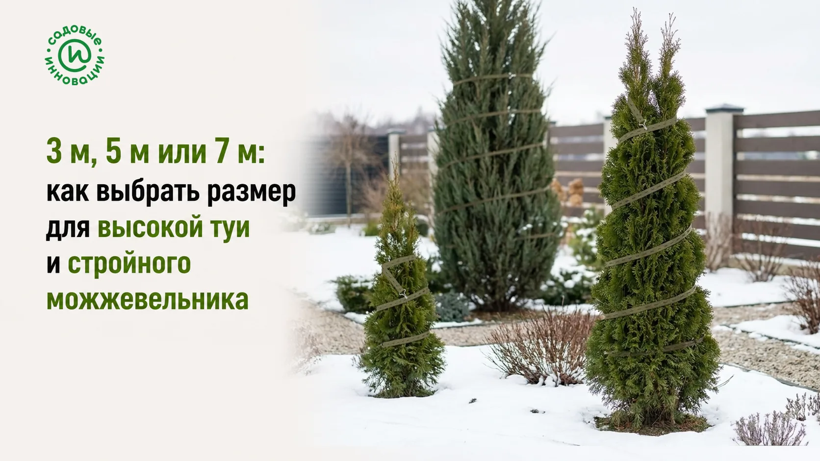 Садовые стяжки 3 м, 5 м и 7 м для высокой туи и стройного можжевельника