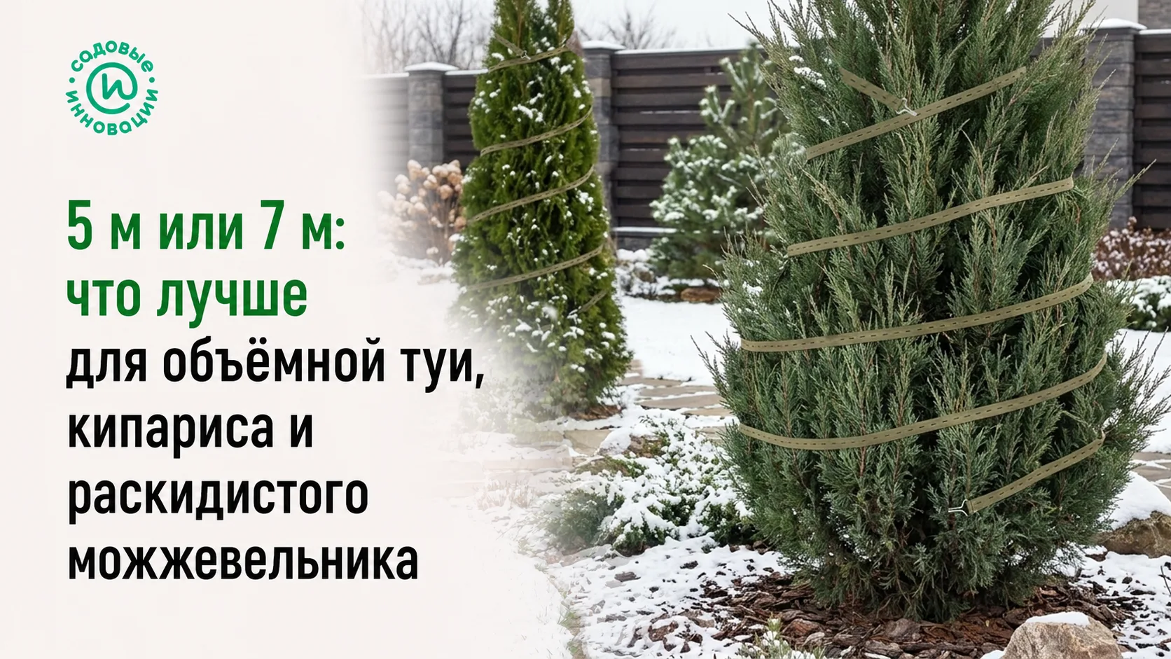 Сравнение стяжек 5 м и 7 м для объёмной туи, кипариса и можжевельника