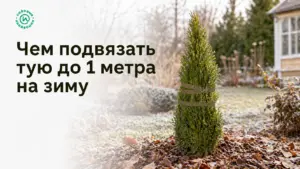 Чем подвязать тую до 1 метра на зиму: когда хватает 1,5 м
