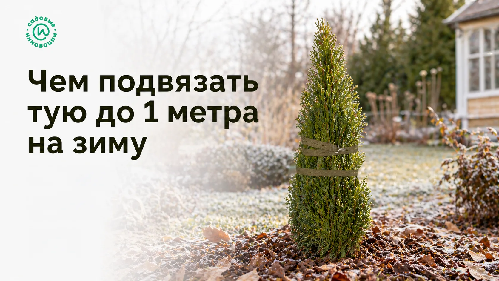 Невысокая туя до 1 метра, собранная стяжкой 1,5 м перед зимой