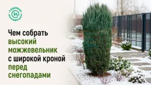 Чем собрать высокий можжевельник с широкой кроной перед снегопадами