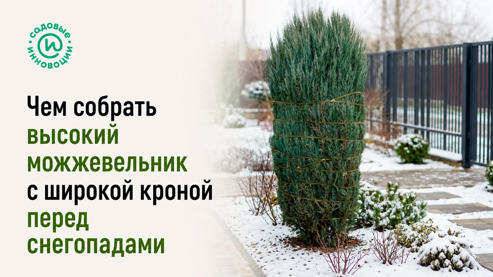 Высокий можжевельник с широкой кроной, собранный стяжкой перед зимой