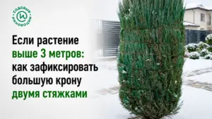 Если растение выше 3 метров: как зафиксировать большую крону двумя стяжками