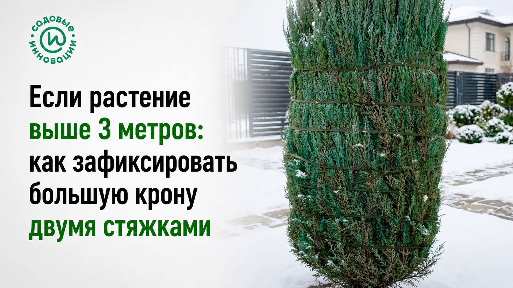 Если растение выше 3 метров, как зафиксировать большую крону двумя стяжками