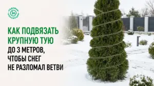 Как подвязать крупную тую до 3 метров, чтобы снег не разломал ветви