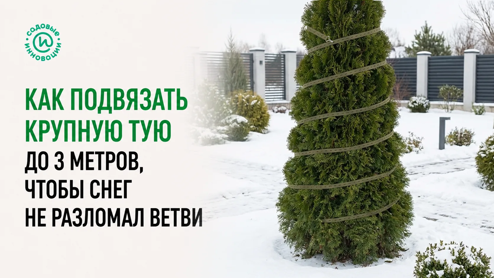 Крупная туя до 3 метров, собранная длинной стяжкой перед снегопадами