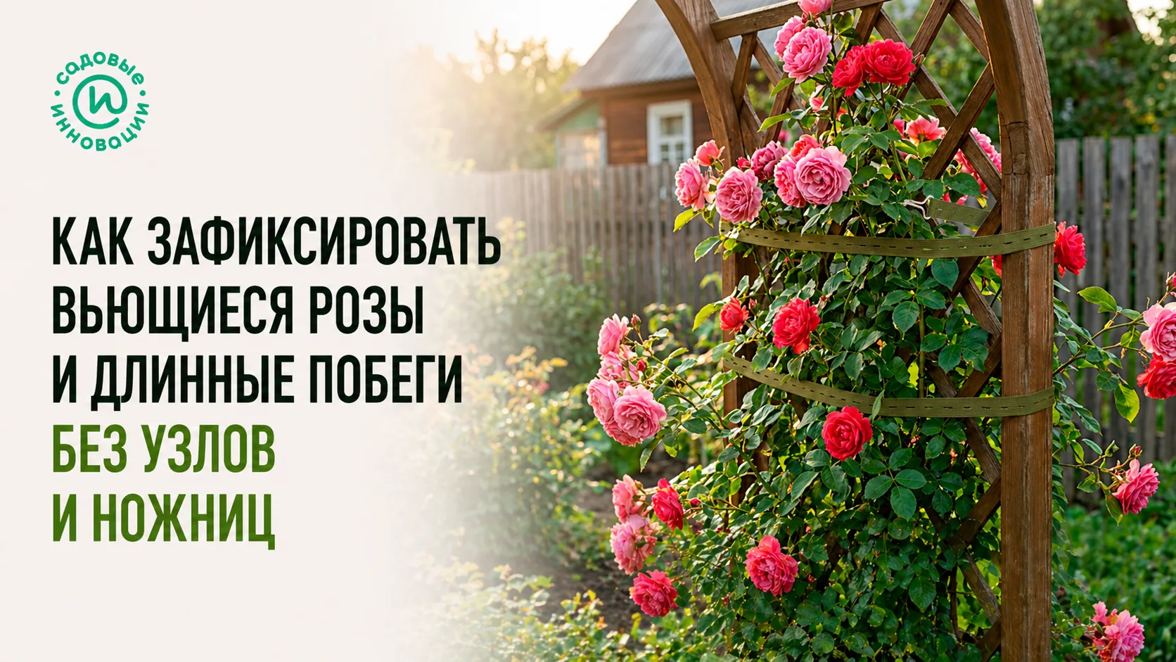 Вьющаяся роза с длинными побегами, зафиксированными стяжкой без узлов