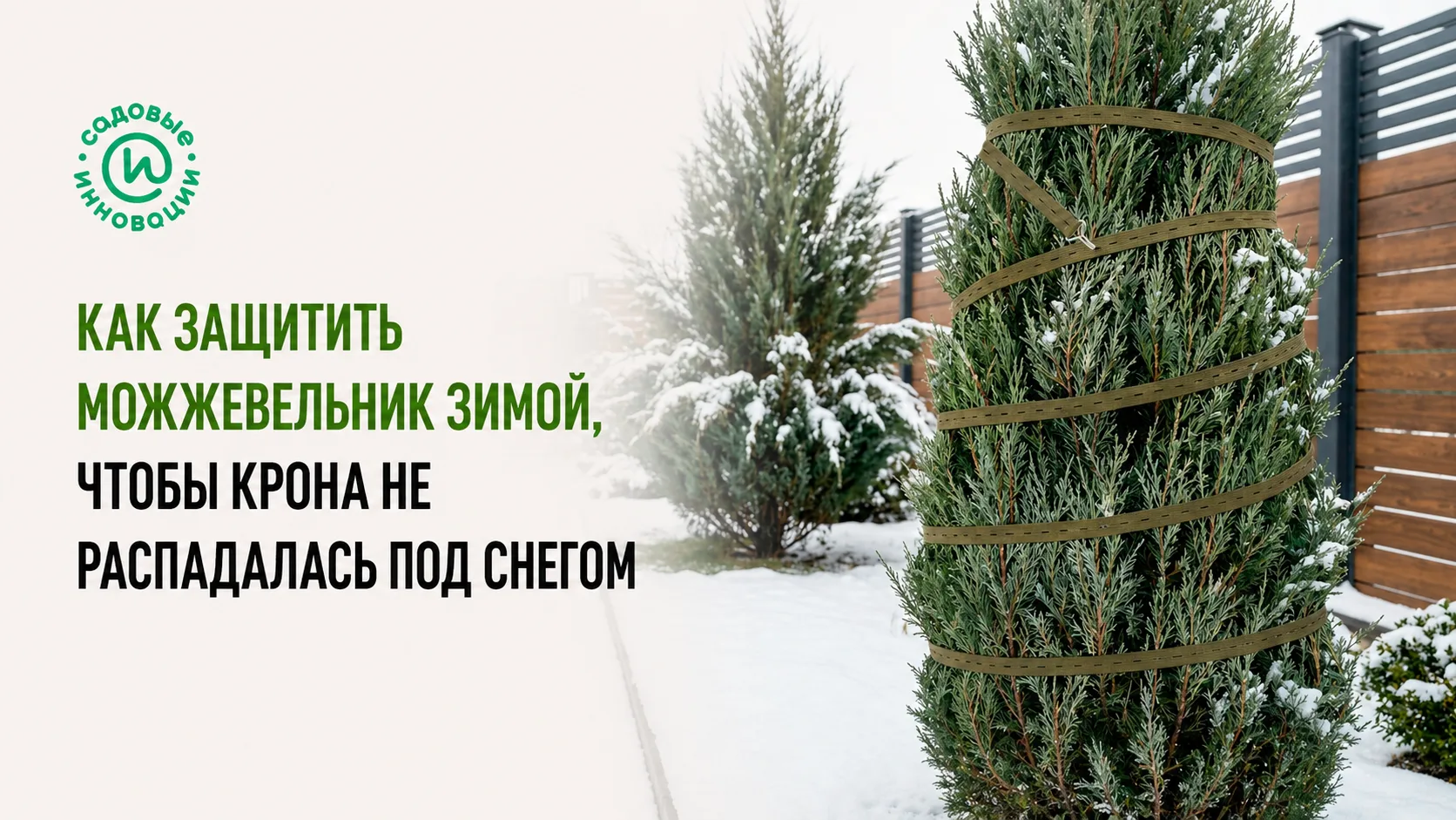 Можжевельник с собранной кроной, защищённой от снега садовой стяжкой