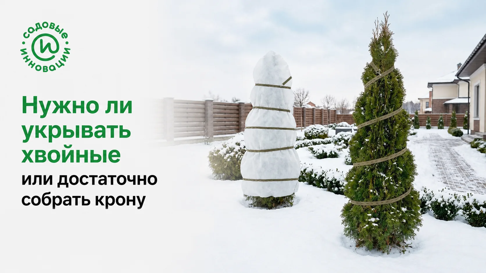 Хвойное растение с собранной кроной и укрывным чехлом для зимней защиты
