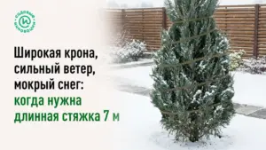 Широкая крона, сильный ветер, мокрый снег: когда нужна длинная стяжка 7 м