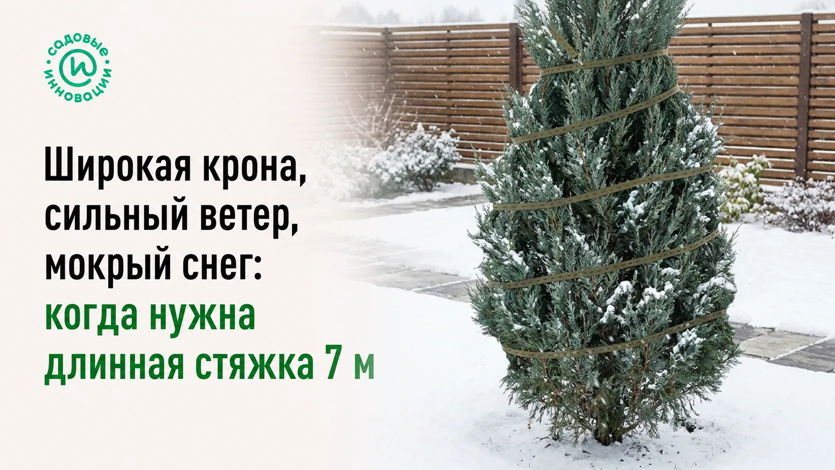 Широкая крона хвойного растения, аккуратно собранная длинной стяжкой 7 м